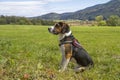 Beagle is sitting on a green meadow Royalty Free Stock Photo