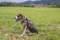 Beagle is sitting on a green meadow Royalty Free Stock Photo