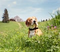 Beagle sitting in high grass on the mountain meadow Royalty Free Stock Photo