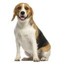 Beagle sitting, panting, isolated