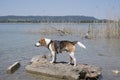 Beagle on Kochel lake