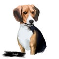 Beagle small scent hound breed dog digital art illustration isolated on white background. English origin, tricolor, hunting hare,