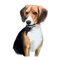 Beagle small scent hound breed dog digital art illustration isolated on white background. English origin, tricolor, hunting hare,