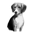 Beagle small scent hound breed dog digital art illustration isolated on white background. English origin, tricolor, hunting hare,