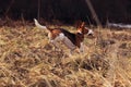 Beagle in spring forest