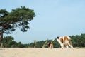 Beagle and St. Bernard outdoor