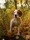 Beagle standing in autumn forest