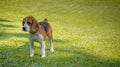 Beagle standing on grass Royalty Free Stock Photo