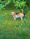 small dog Beagle with tail in the air