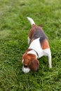 The beagle stands in the grass. Breed dog portrait. Happy Dog on the walk in the park