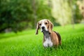 The beagle stands in the green grass field. Breed dog portrait. Happy Dog on the walk in the park