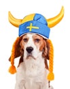 Beagle in swedish hat , isolated on white