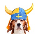 Beagle in swedish hat , isolated on white