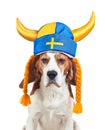 Beagle in swedish hat , isolated on white