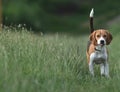 Beagle / Tail Highly Risen Royalty Free Stock Photo