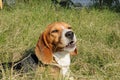 Beagle talking into camera Royalty Free Stock Photo