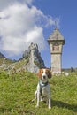 Beagle in the Tegernsee Alps Royalty Free Stock Photo