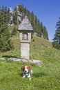 Beagle in the Tegernsee Alps Royalty Free Stock Photo