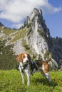 Beagle in the Tegernsee Alps Royalty Free Stock Photo