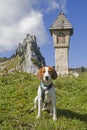 Beagle in the Tegernsee Alps Royalty Free Stock Photo