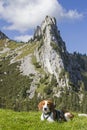 Beagle in the Tegernsee Alps Royalty Free Stock Photo