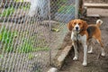 Beagle is tied to a leash near the metal mesh