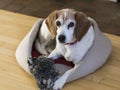 Beagle with toy lying down in wraparound dog bed