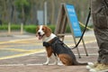 Beagle tri-color dog with Leash Royalty Free Stock Photo