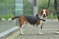 Beagle tri-color dog with Leash Royalty Free Stock Photo
