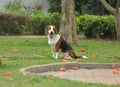 Beagle tri-color dog seating Royalty Free Stock Photo