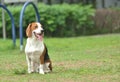 Beagle tri-color dog seating Royalty Free Stock Photo