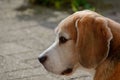 Beagle tri color pure hunting hound dog looking to the left in a relax position close profile headshot view