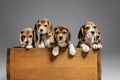 Studio shot of beagle puppies on grey studio background