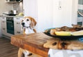Beagle try to filch fresh fried fish from table Royalty Free Stock Photo