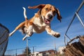 a beagle twisting mid-air trying to reach its tail in a dog park