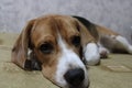 The Beagle is a very kind breed, likes to sleep in a bed, rests anywhere every day Royalty Free Stock Photo