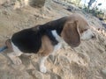 Beagle is a very small, sharp,