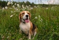 Beagle on a walk amid the wildflowers in the evening