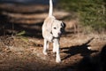 Beagle on a walk in a forest