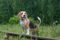 The Beagle for a walk on the forest railway Royalty Free Stock Photo