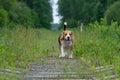 The Beagle for a walk on the forest railway Royalty Free Stock Photo