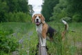 The Beagle for a walk on the forest railway Royalty Free Stock Photo