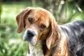 Beagle walk on fresh air. Hunting and detection dog. Dog with long ears on summer outdoor. Cute pet on sunny day. Companion or fri