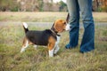Beagle walk on long lead at the park Royalty Free Stock Photo