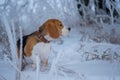 Beagle on a walk in the snowy woods on a winter day Royalty Free Stock Photo