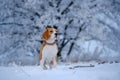 Beagle on a walk in the snowy woods on a winter day Royalty Free Stock Photo