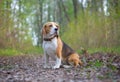 Beagle for a walk in the spring Park Royalty Free Stock Photo