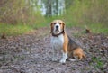 Beagle for a walk in the spring Park Royalty Free Stock Photo