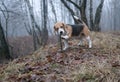 Beagle on a walk in the spring woods