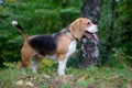 Beagle on a walk in the woods